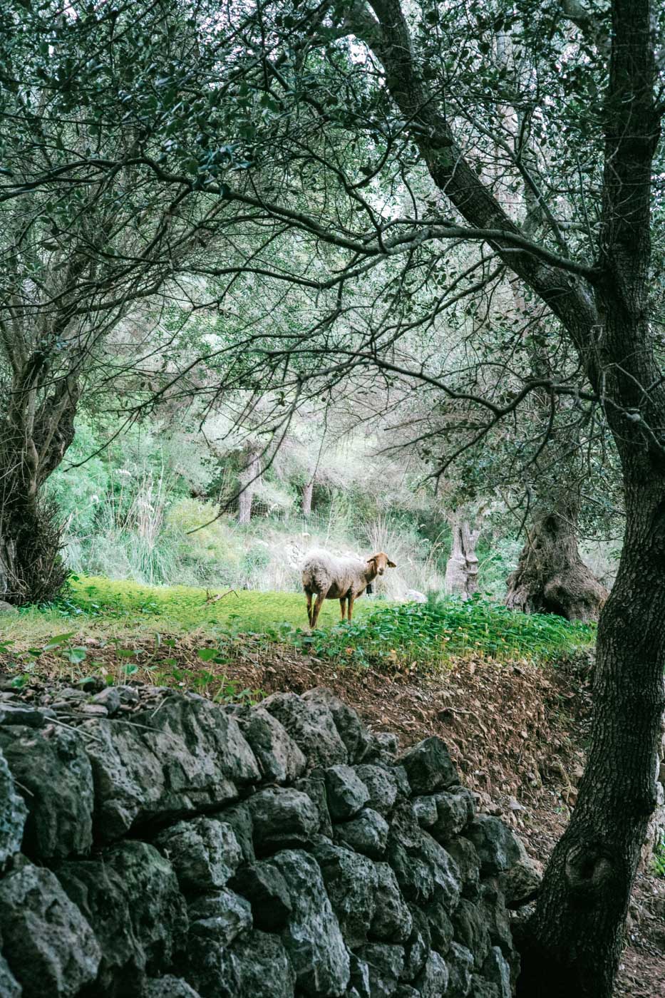 HOLY SHEEP