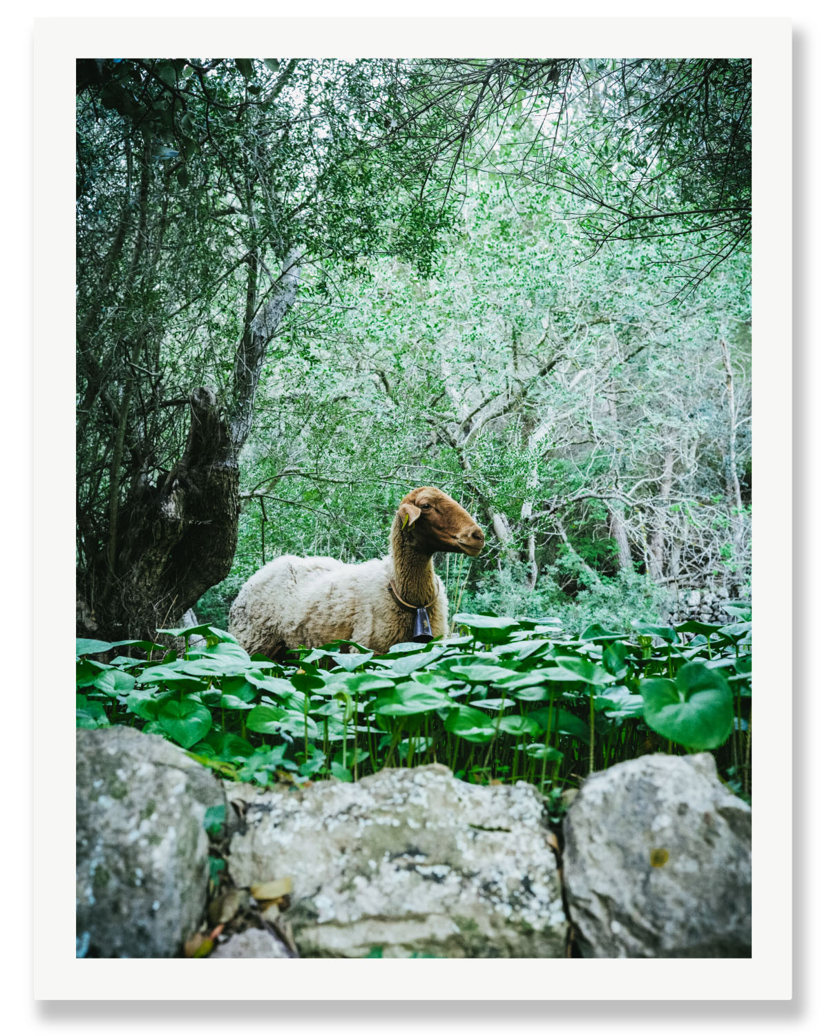 THE SHEEP ANGEL