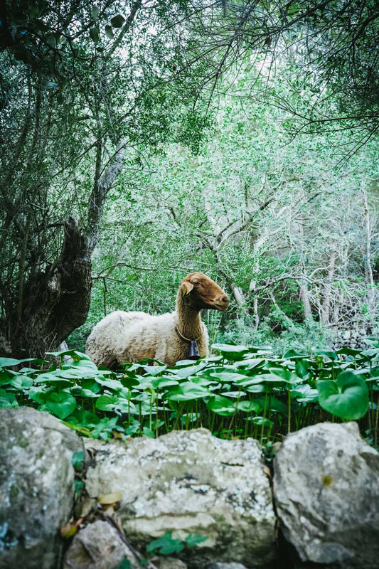 THE SHEEP ANGEL